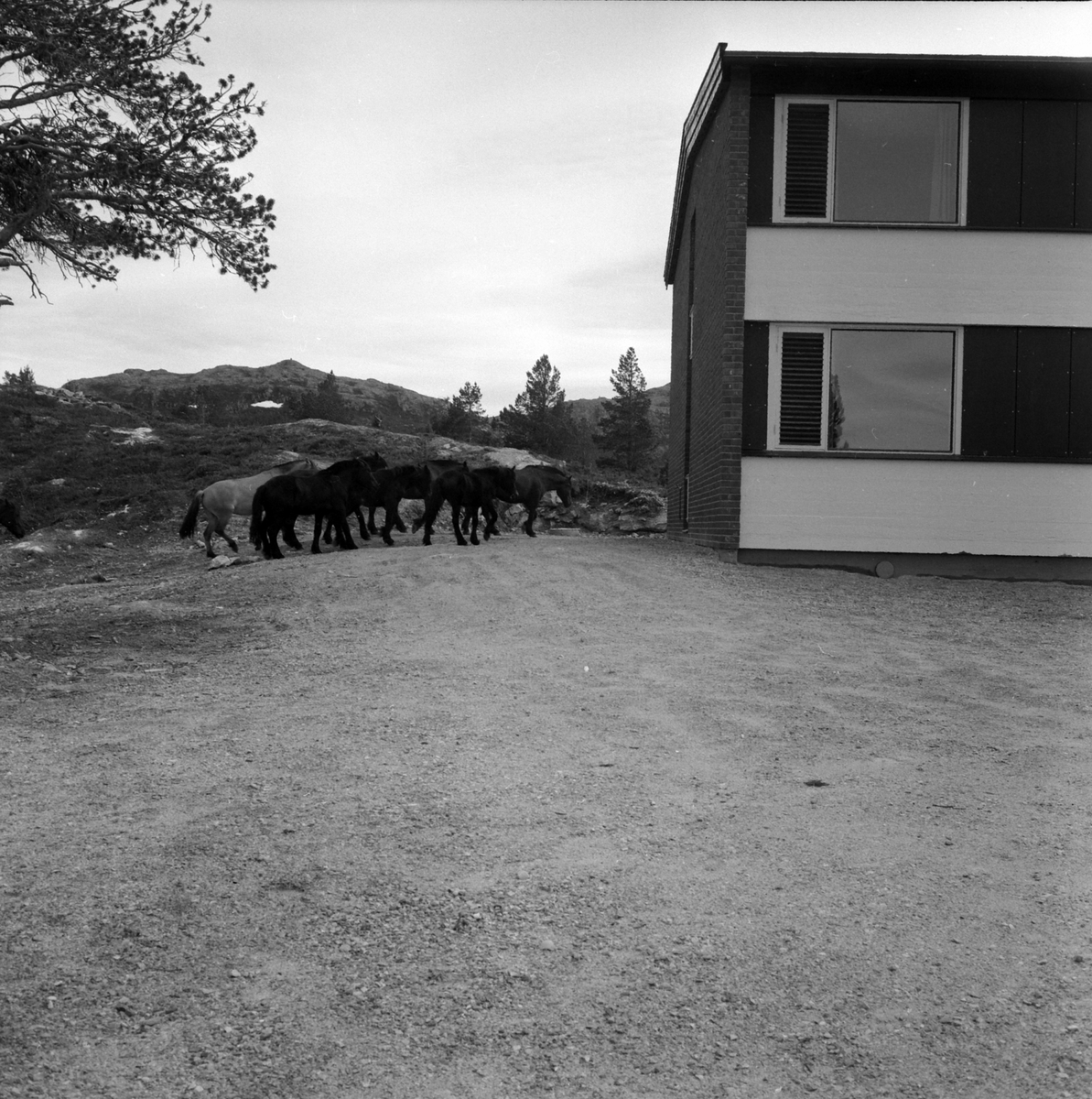 Adolf Skjegstad, ASK-04198