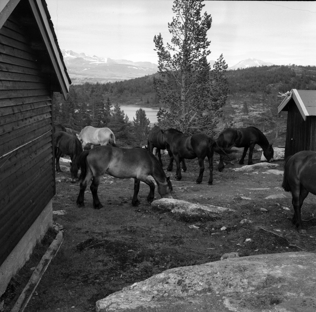 Adolf Skjegstad, ASK-04202