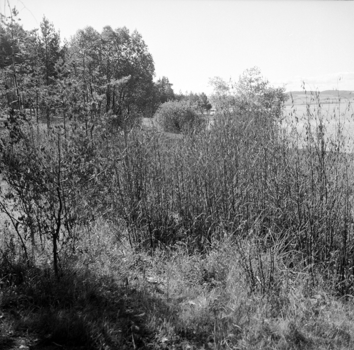 Adolf Skjegstad, ASK-04270