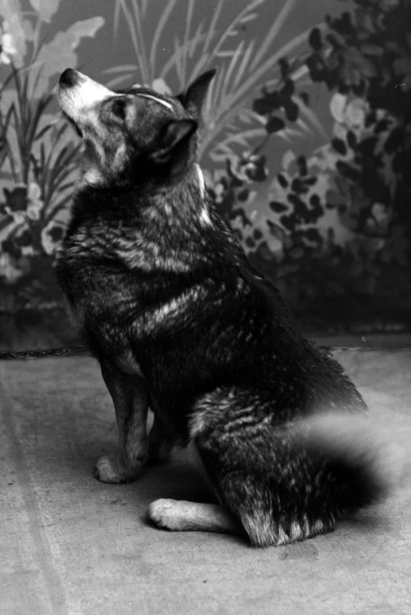 Christian Grundseth, SÆHLIE FRØKENS HUND, PORTR: HUND, 15881