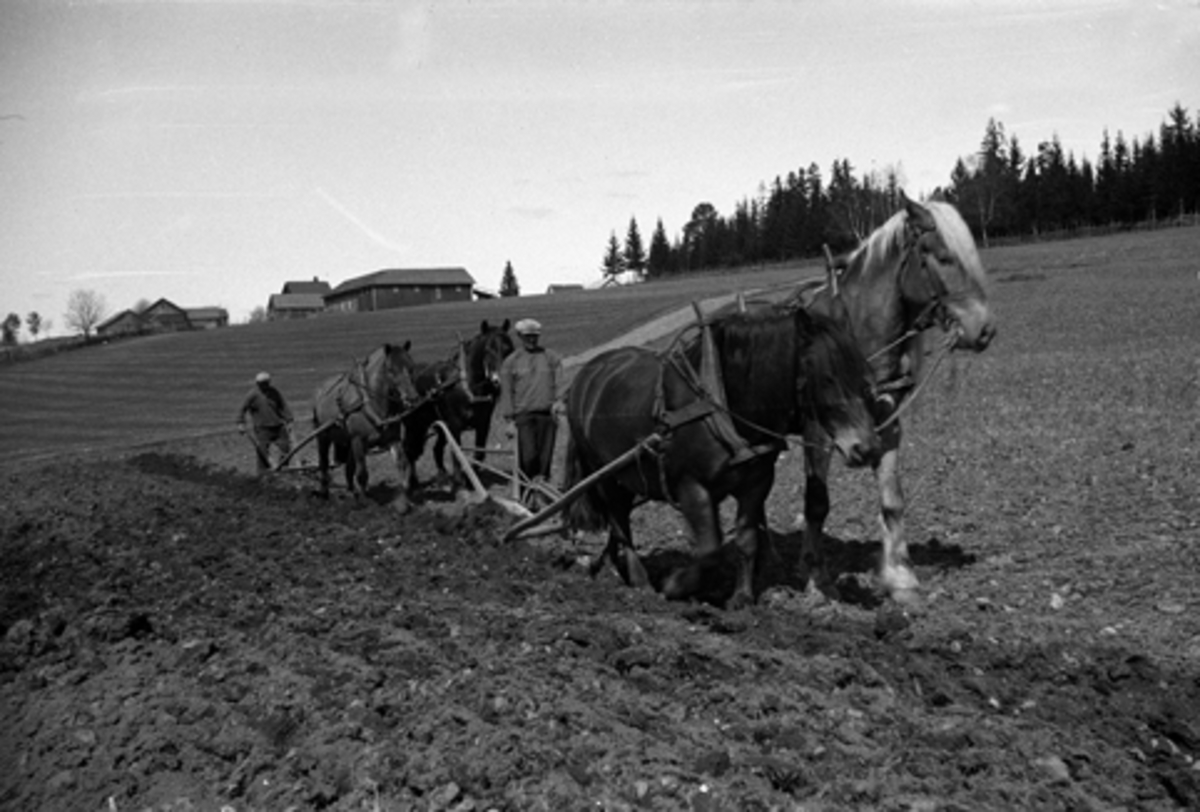 Toralv Bleken-Nilssen, HELLERUD. ØSTRE. FURNES i Ringsaker. MANN/HEST OG PLOG 728-1. HESTER I TOSPANN, VÅRONN.