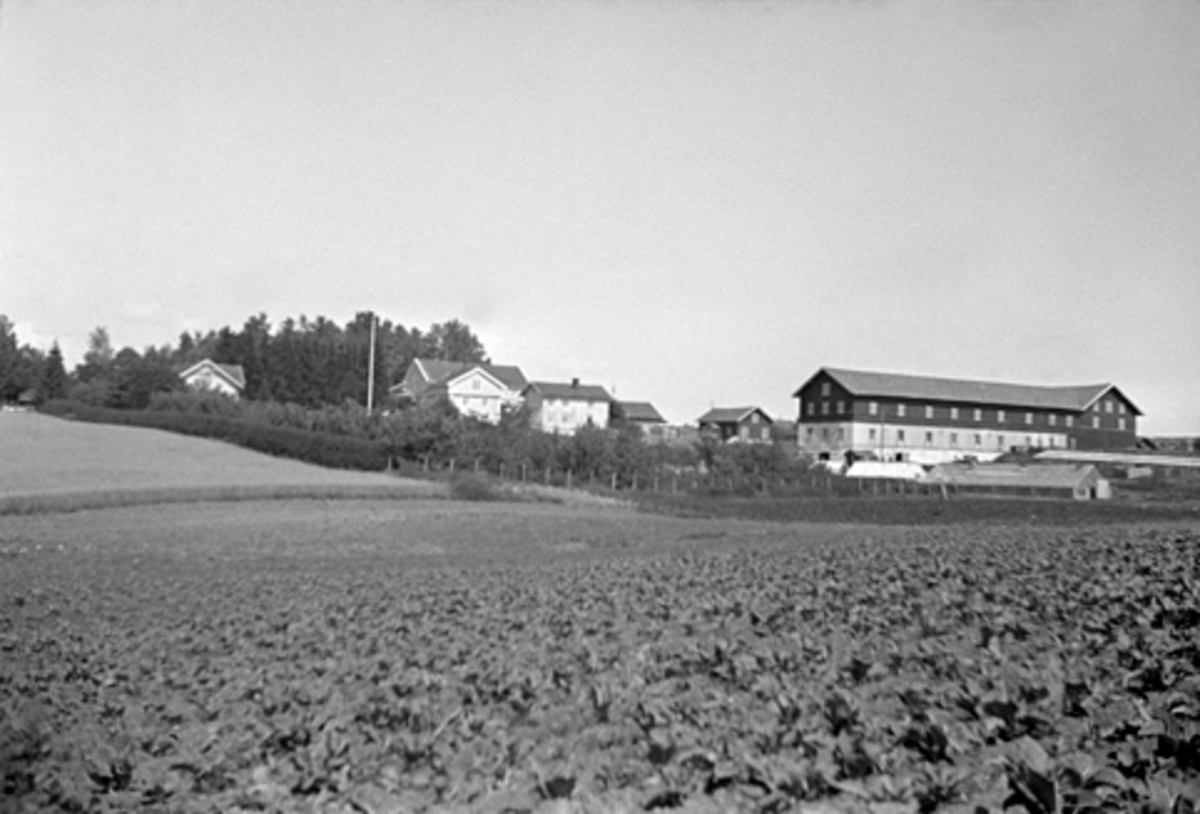 Anno Domkirkeodden, SKRÅSTAD NEDRE, VANG i Hamar kommune, G. NR. 62-
