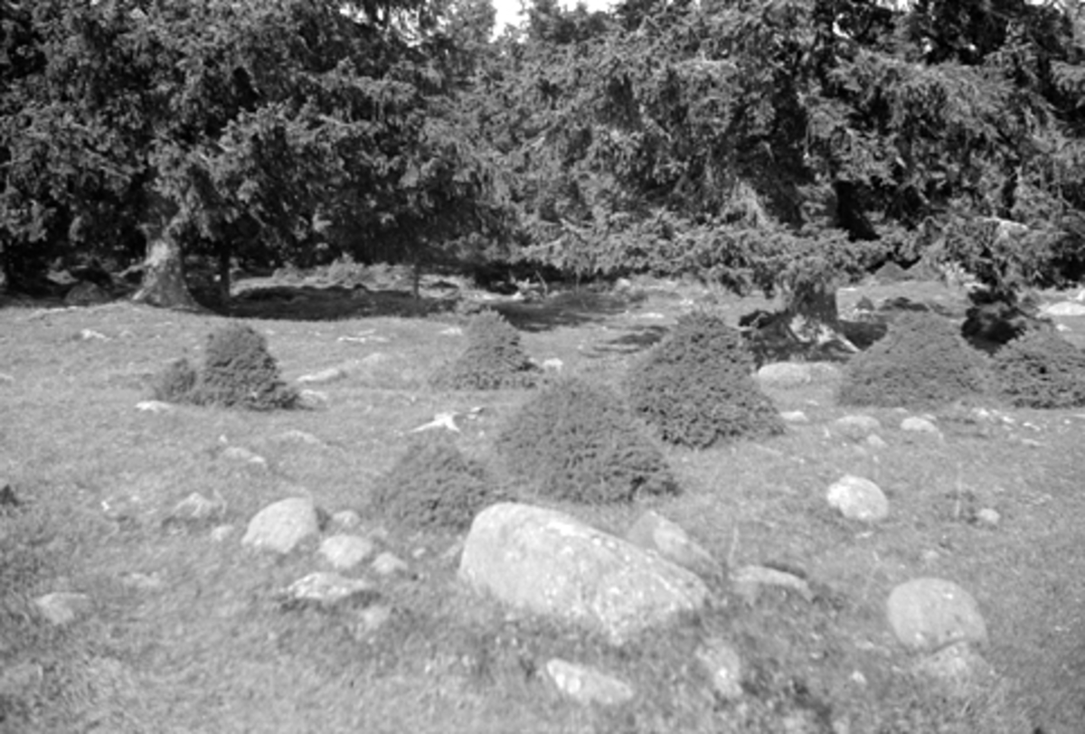 Anno Domkirkeodden, SAUSKADE PÅ GRANSKOG.