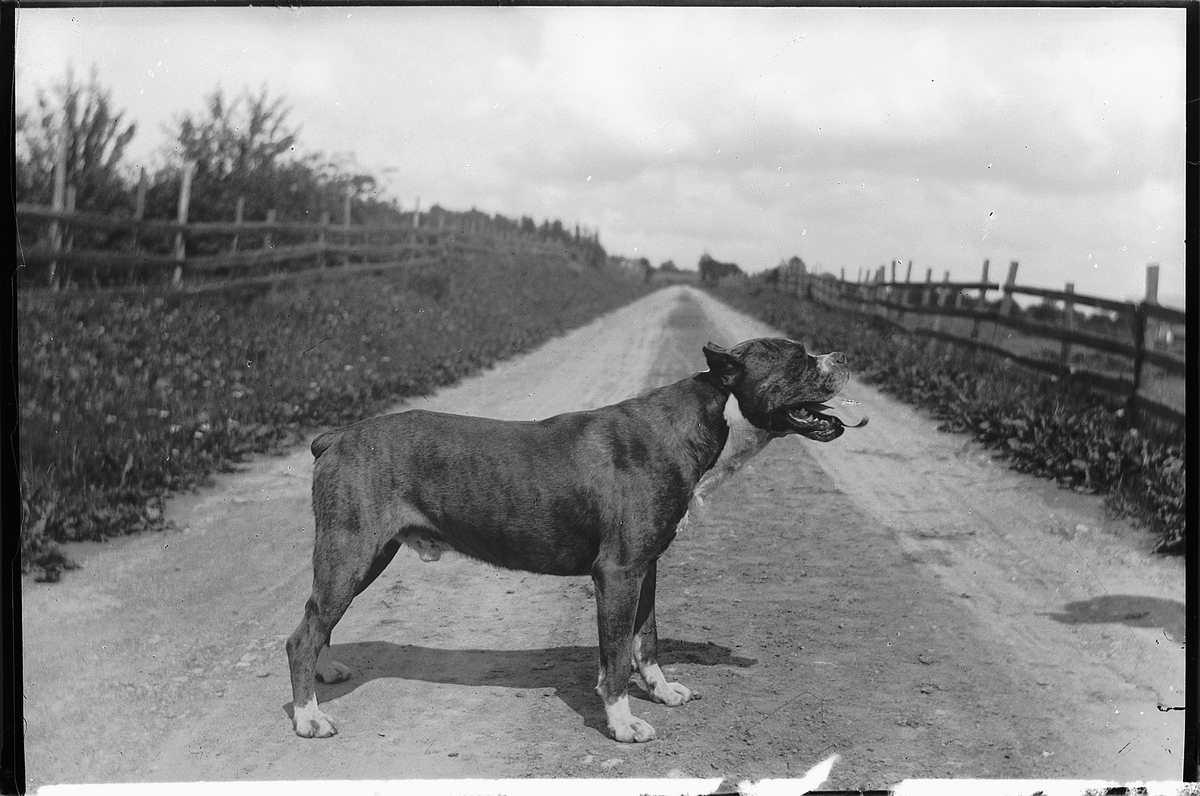 Martin Finborud, Løytnant Kildals hund. Boxer.