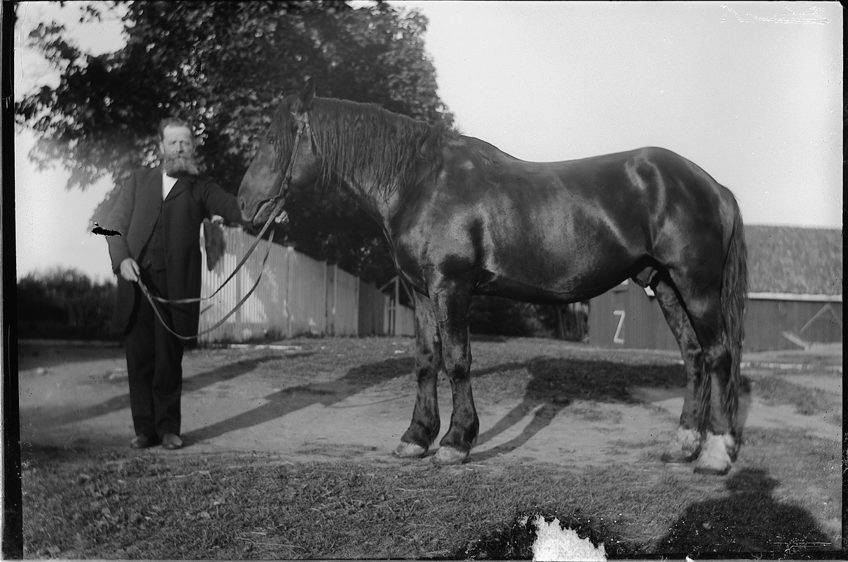 Martin Finborud, Olaus Narmo (1861-1950) med hest på tunet på Vien, Helgøya.