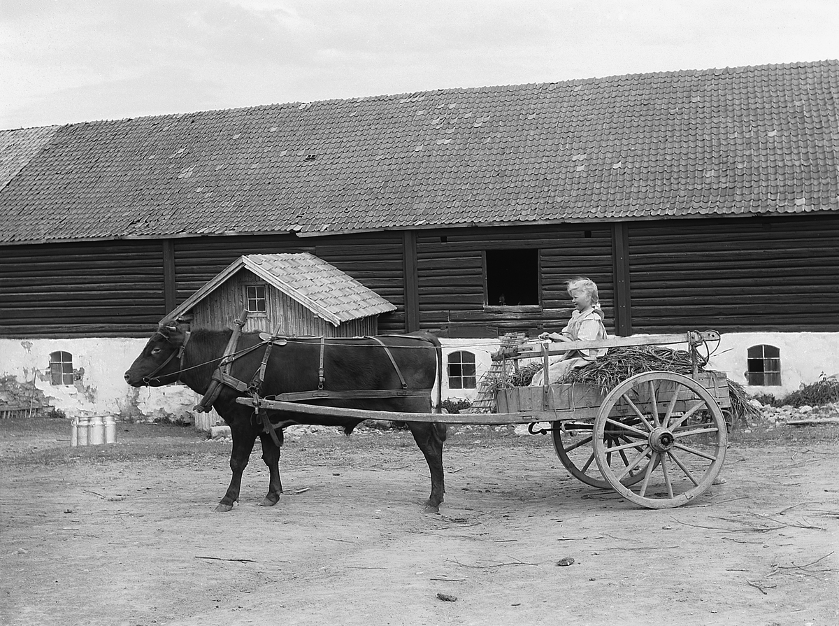 Martin Finborud, Okse med kjerre. Helene Stabo-Eeg (1896-1963) sitter på lasset. Gamle fjøset og låven i bakgrunnen. Denne brant ned i 1952. Eik, Helgøya.