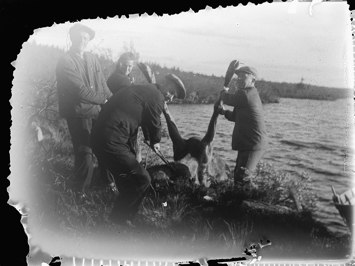 Mikkel Sveinhaug, GRUNNA, DØD ELG TAS OPP AV VANNET, 4 UKJENTE 1937.