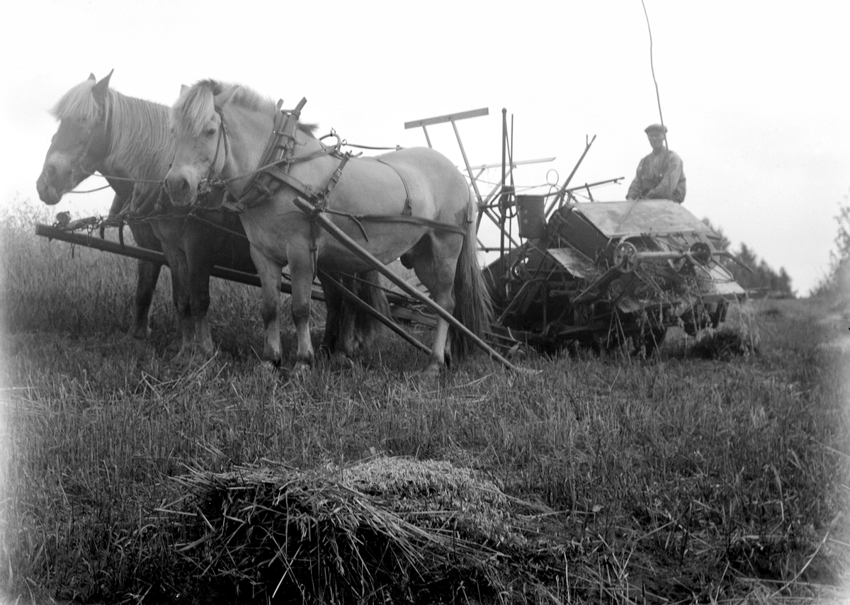 Mikkel Sveinhaug, TOSPANN MED HESTER TREKKER EN SJØLBINDER, SKURONN PÅ SVEINHAUG I RINGSAKER. PETER DOBLOUG PÅ SJØLBINDEREN. 1938.