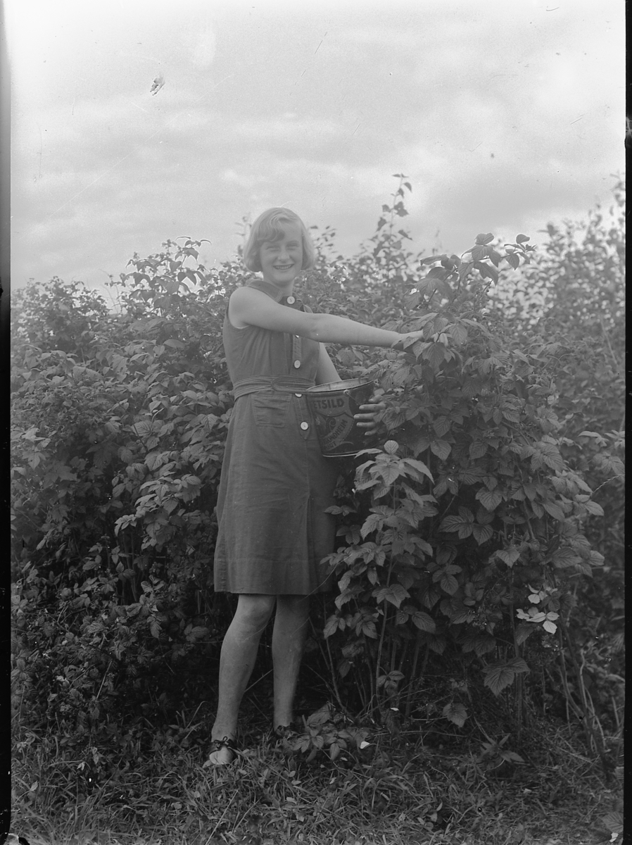 Mikkel Sveinhaug, UKJENT KVINNE PLUKKER BRINGEBÆR, EDITH HALLSEL (?), 1936. SE OGSÅ HHB 1323.