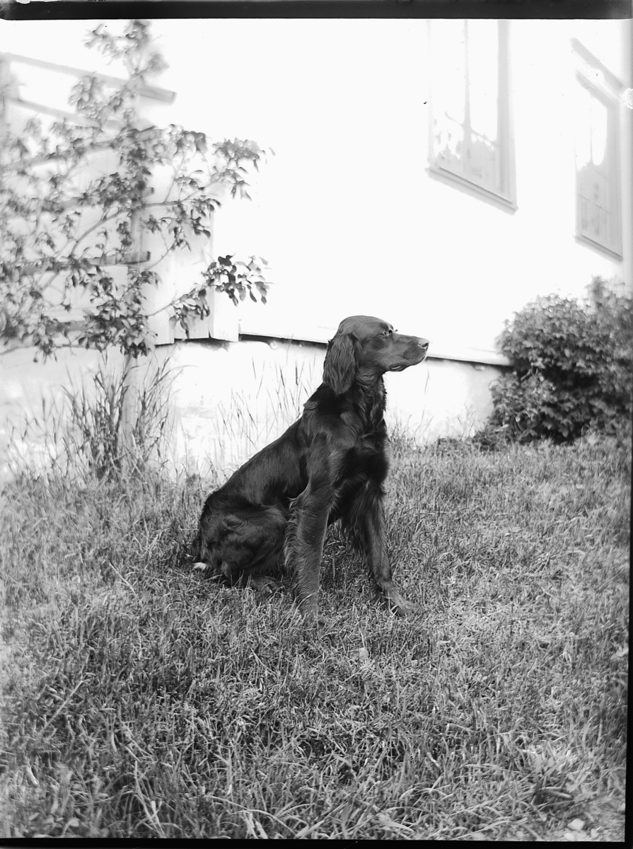 Ole Hansen Løken, Fuglehund, hunden til Ole Løken.