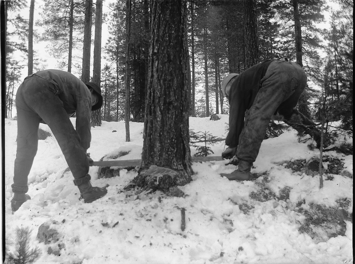 Ole Hansen Løken, SKOGSARBEIDERE MED TOMANNSSAG, FELLER TRE, SKOGBRUK, TO UKJENTE MENN.