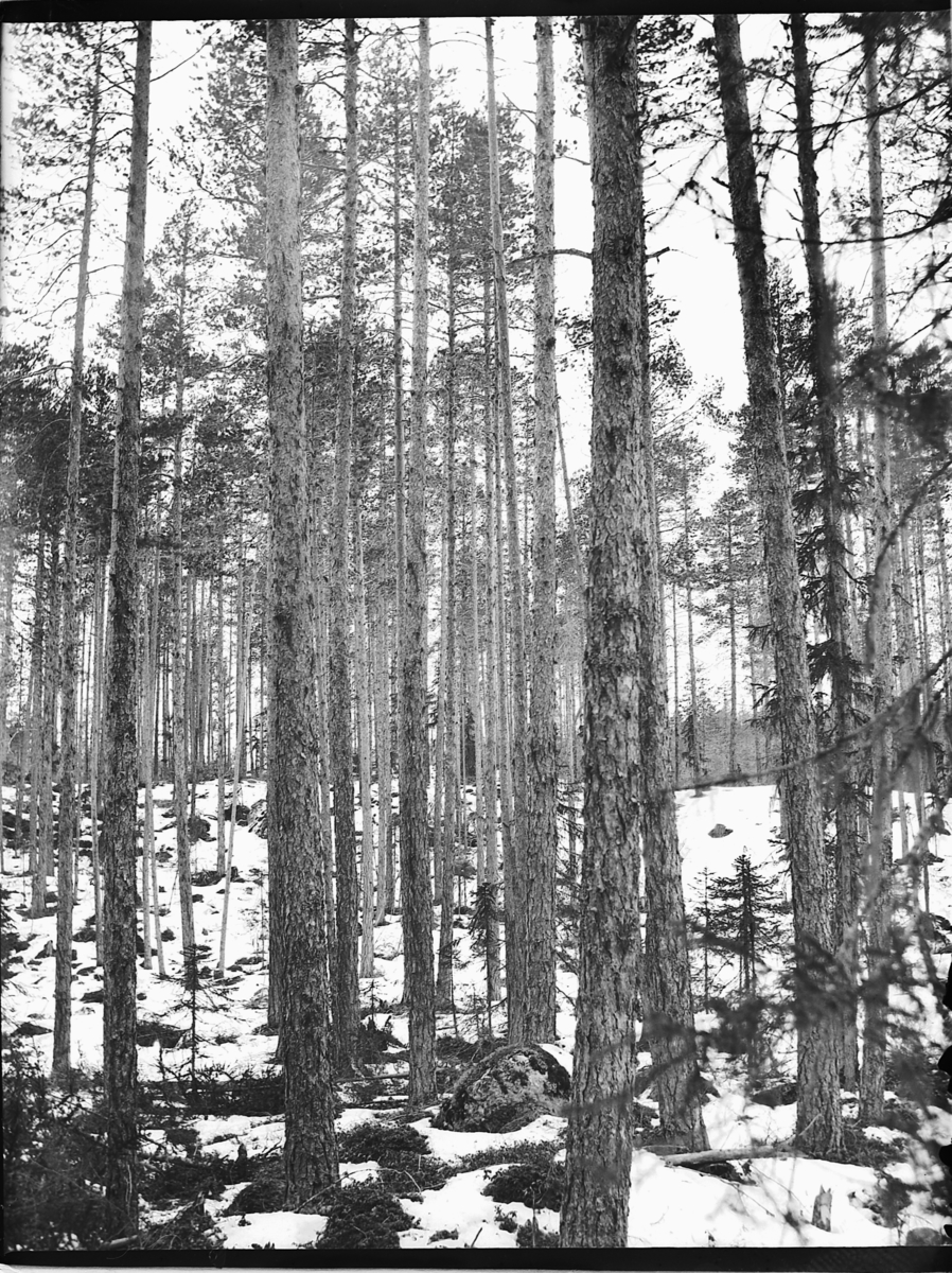 Ole Hansen Løken, FURUSKOG, VINTER.