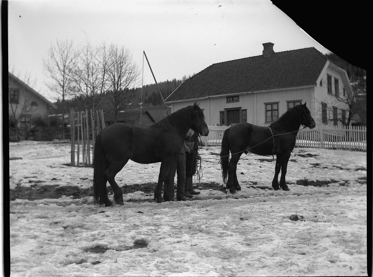 Ole Hansen Løken, LØKEN GARD, ØSTRE, LØKENDALEN, RUDSHØGDA i Ringsaker, HESTER.