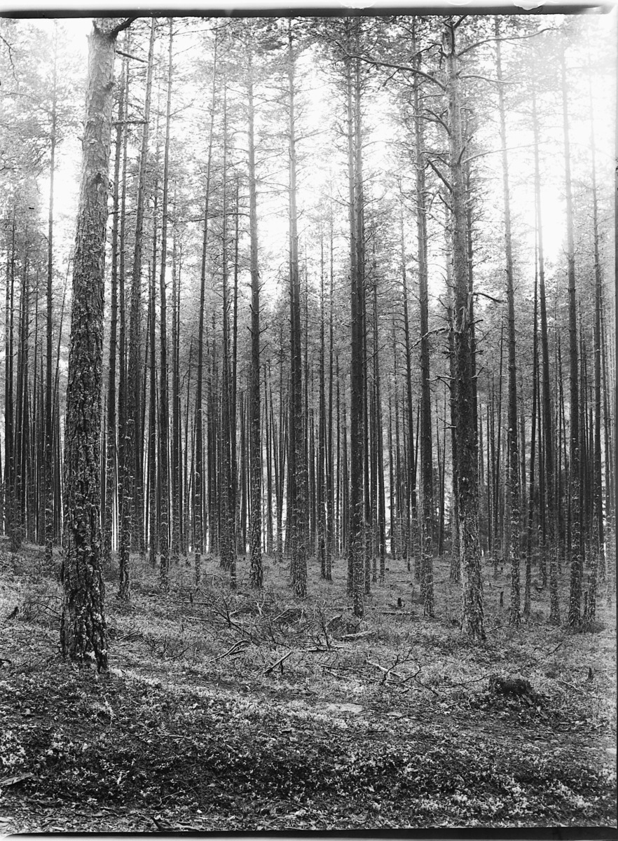 Ole Hansen Løken, FURUSKOG.