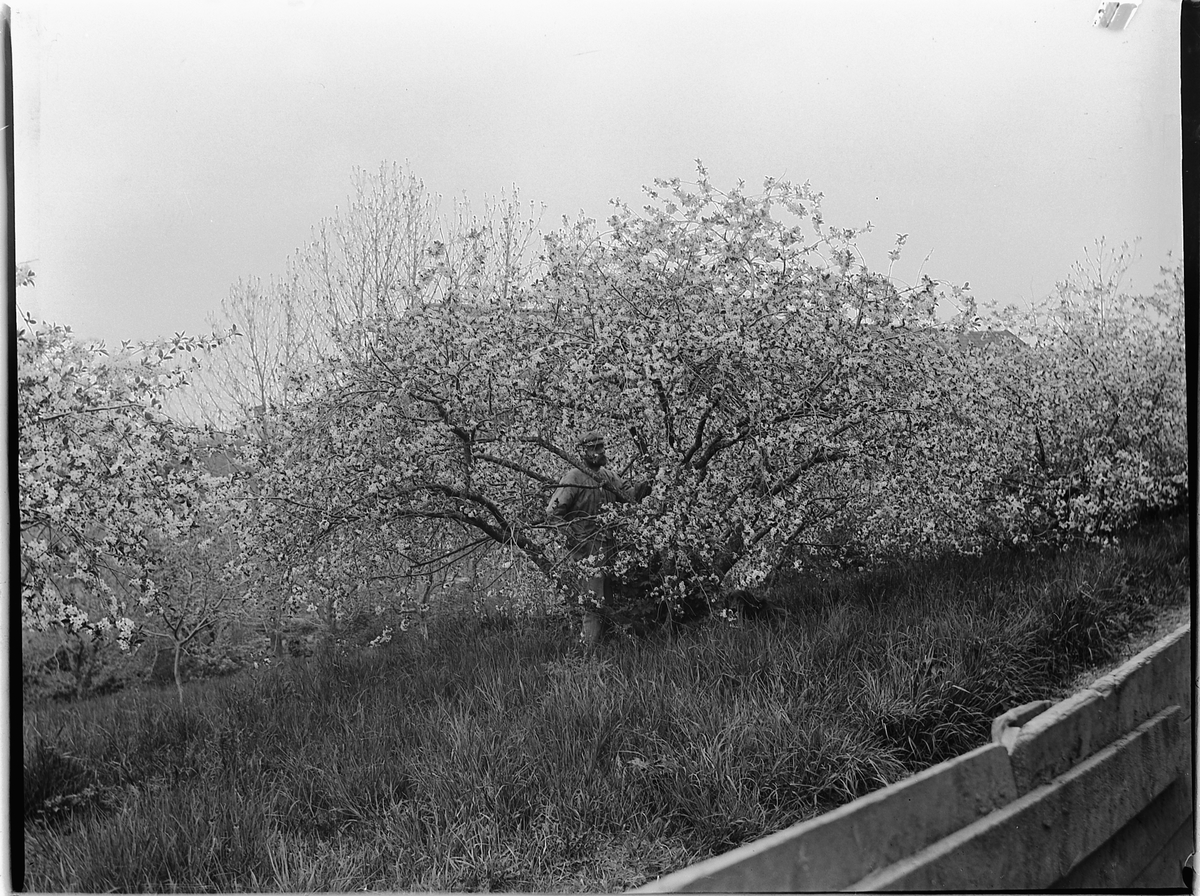 Ole Hansen Løken, FRUKTHAGE, EPLETRÆR I BLOMSTRING, LØKEN ØSTRE, VELDRE.