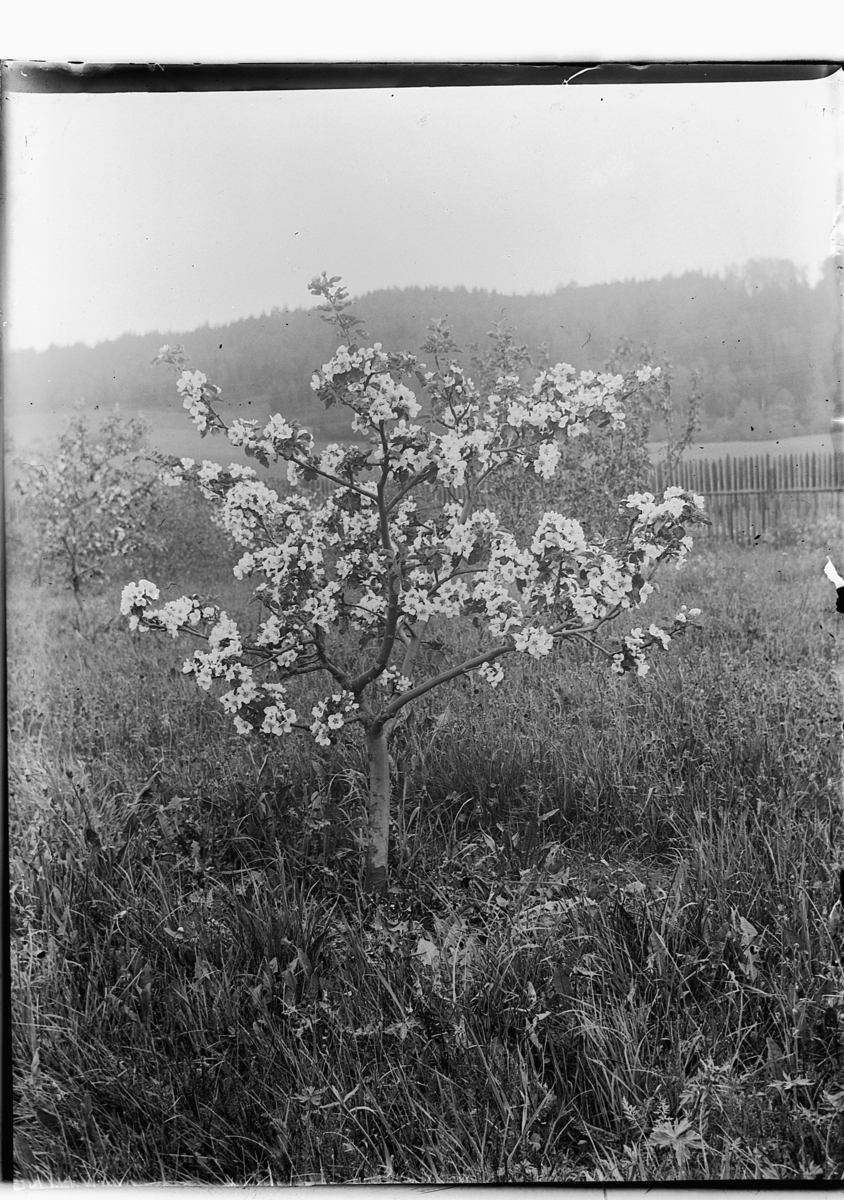 Ole Hansen Løken, EPLETRE I HAGE, BLOMSTRING. FRUKTTRE.
