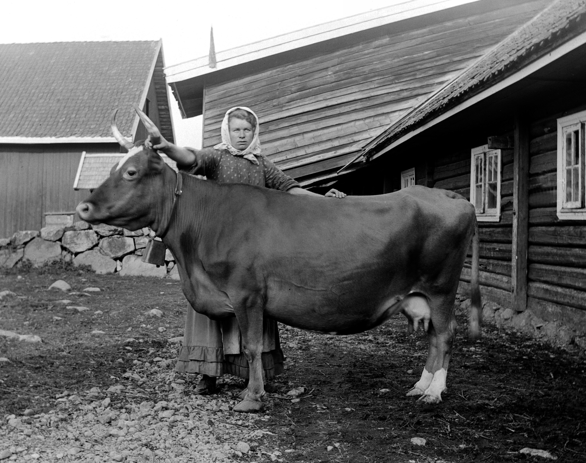 Ole Hansen Løken, BUDEIE MED BJELLEKU, LØKEN ØSTRE på Rudshøgda i Ringsaker. KAN VÆRE AGNETHE PEDERSDATTER ELLER MATHEA EVENSDATTER SOM BEGGE VAR TJENESTEPIKER MED ANSVAR FOR KREATURSTELL PÅ GÅRDEN I FØLGE FOLKETELLINGEN I 1900.