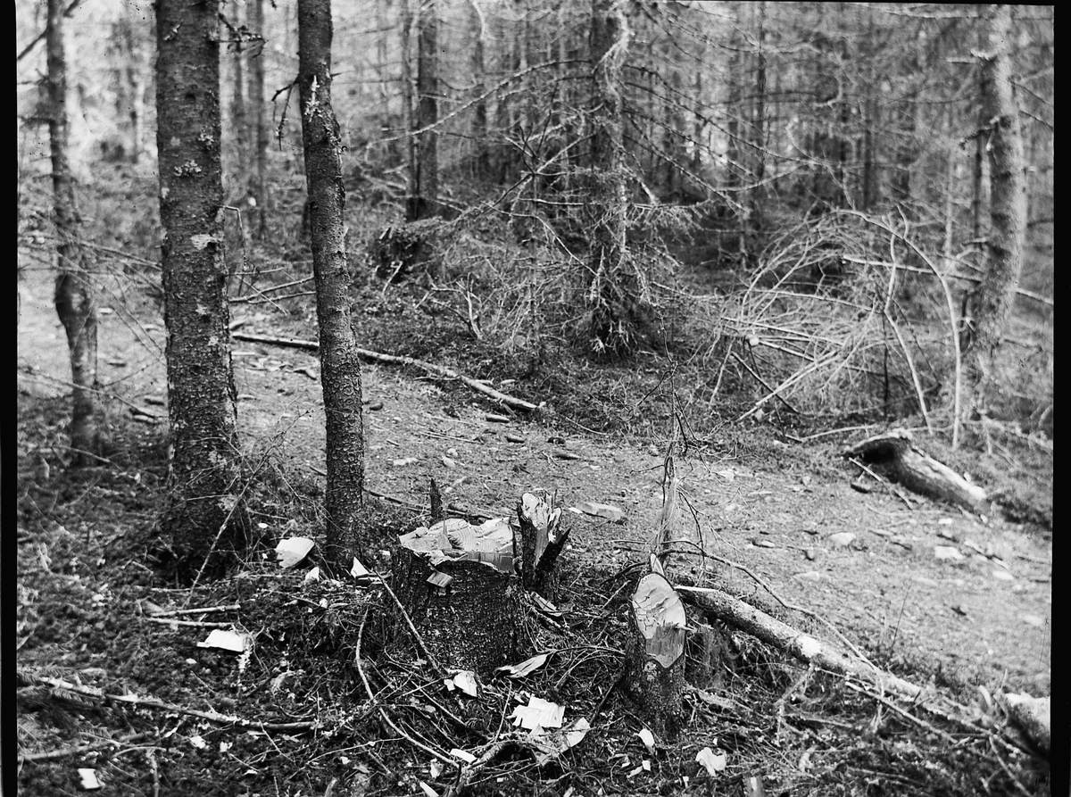 Ole Hansen Løken, SKOGBUNN, STUBBE.