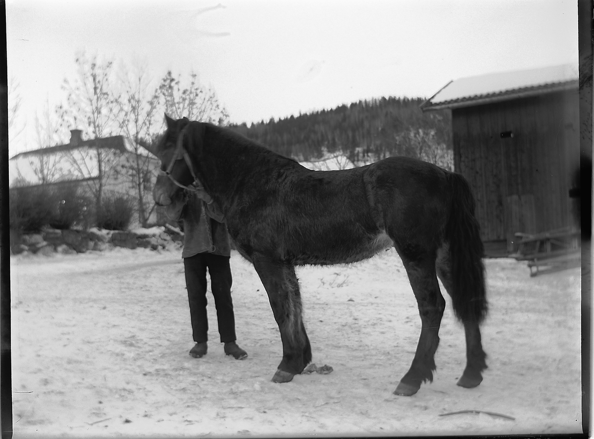 Ole Hansen Løken, LØKEN ØSTRE på Rudshøgda i Ringsaker, MANN, HEST. UKJENT.