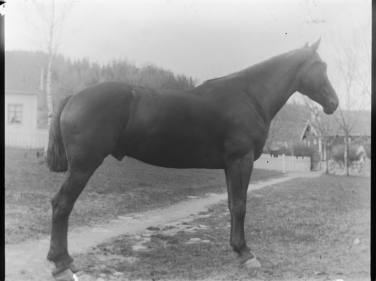 Ole Hansen Løken, LØKEN ØSTRE, VELDRE, RUDSHØGDA i Ringsaker, HEST.