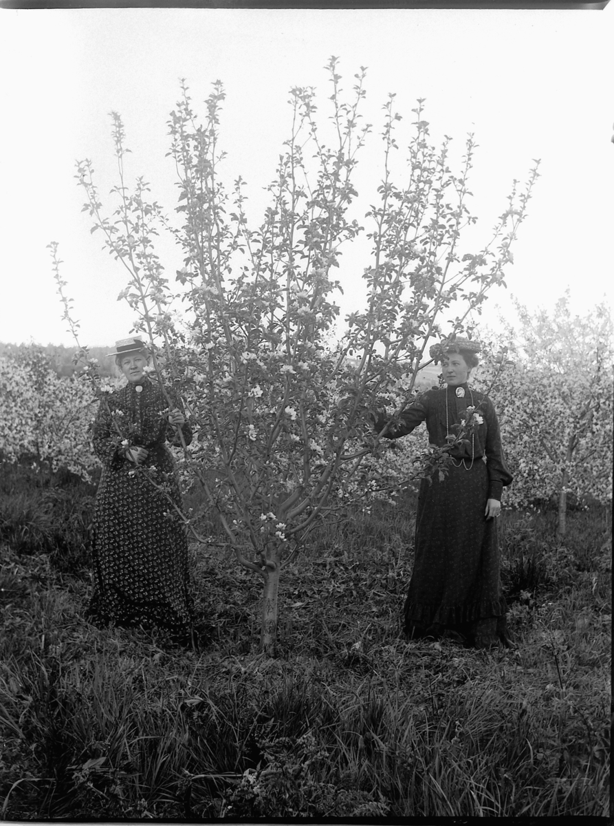 Ole Hansen Løken, F. V. MIMI LØKEN OG FRU HERSOUG VED FRUKTTRE I BLOMST.