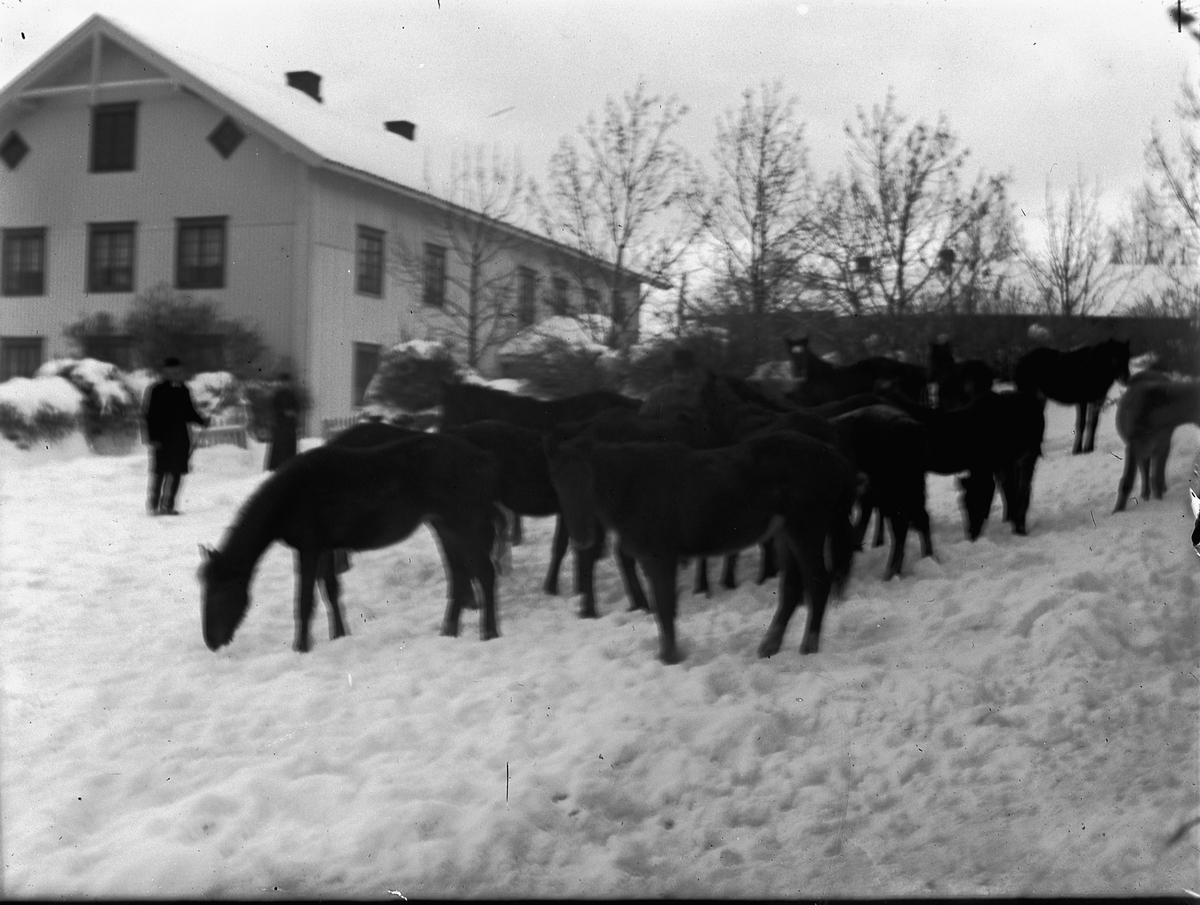 Ole Hansen Løken, LØKEN GARD, VELDRE, RUDSHØGDA i Ringsaker, HOVEDBYGNINGEN, HESTER.