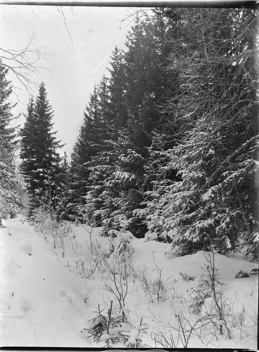 Ole Hansen Løken, VINTERSKOG.