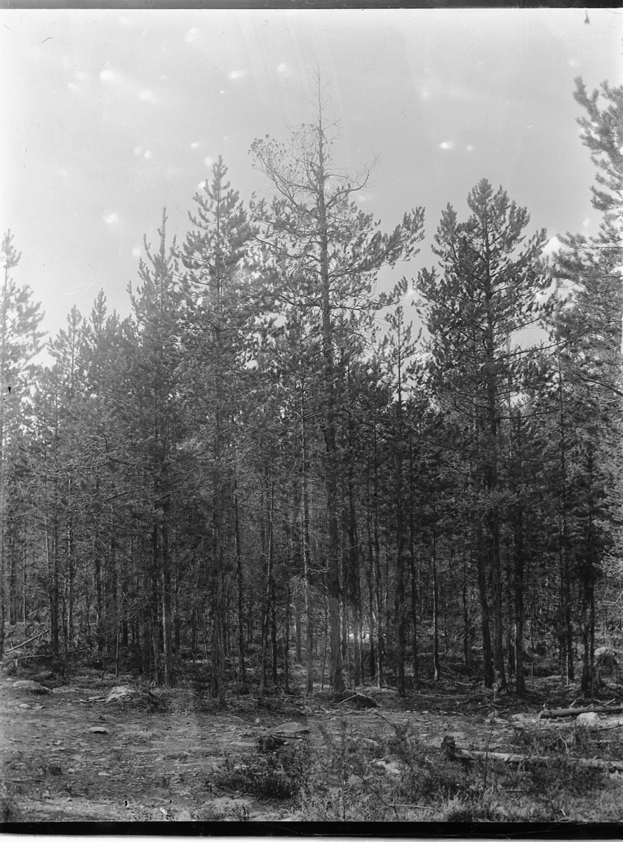 Ole Hansen Løken, FURUSKOG, UNGSKOG.