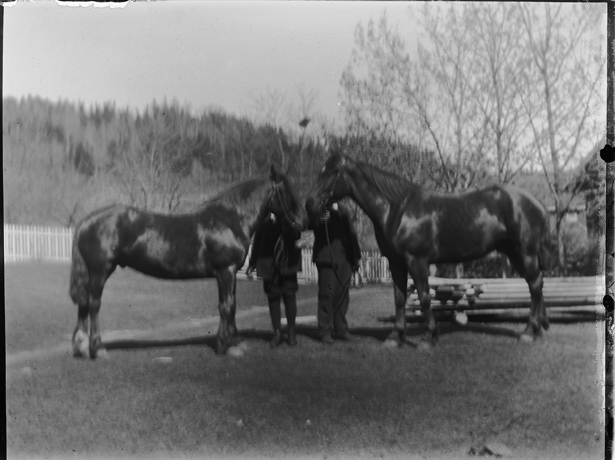 Ole Hansen Løken, HESTER.