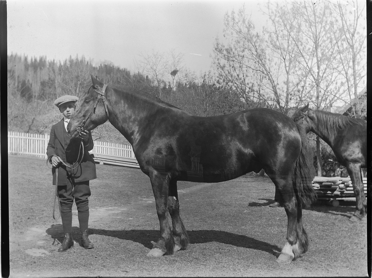 Ole Hansen Løken, LØKEN ØSTRE, VELDRE, RUDSHØGDA i Ringsaker, MANN, HEST. UKJENT. MULIGENS OLE MATHIASSEN SOM I FØLGE FOLKETELLINGEN FRA 1900 VAR TJENESTEGUTT OG HESTERØKTER PÅ GARDEN.
