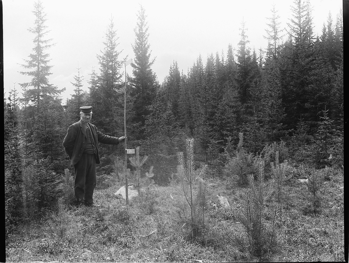 Ole Hansen Løken, SKOGBRUK, PETTER ULVEN MÅLER HØYDE PÅ NYPLANTET FURU.