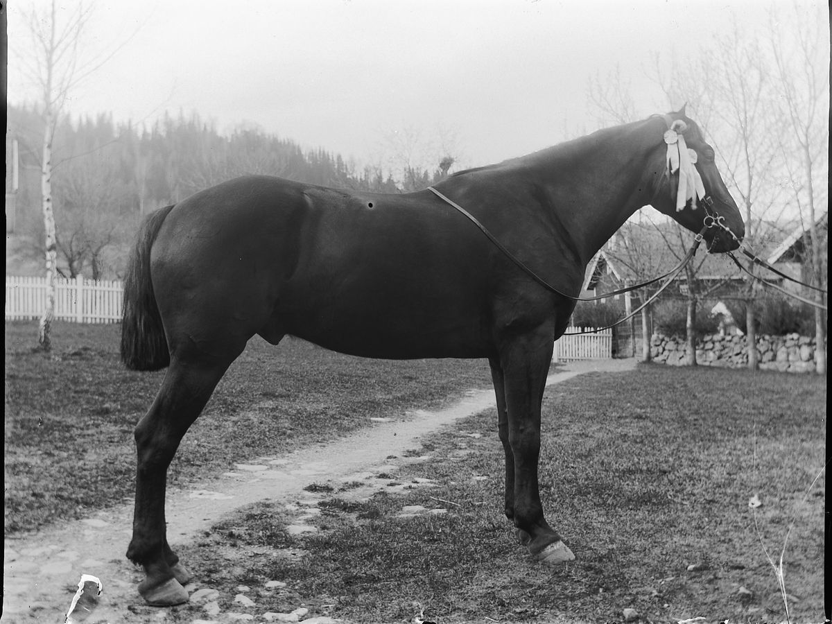 Ole Hansen Løken, HEST. ØSTRE LØKEN på Rudshøgda i Ringsaker, PREMIERT HEST MED SLØYFE.
