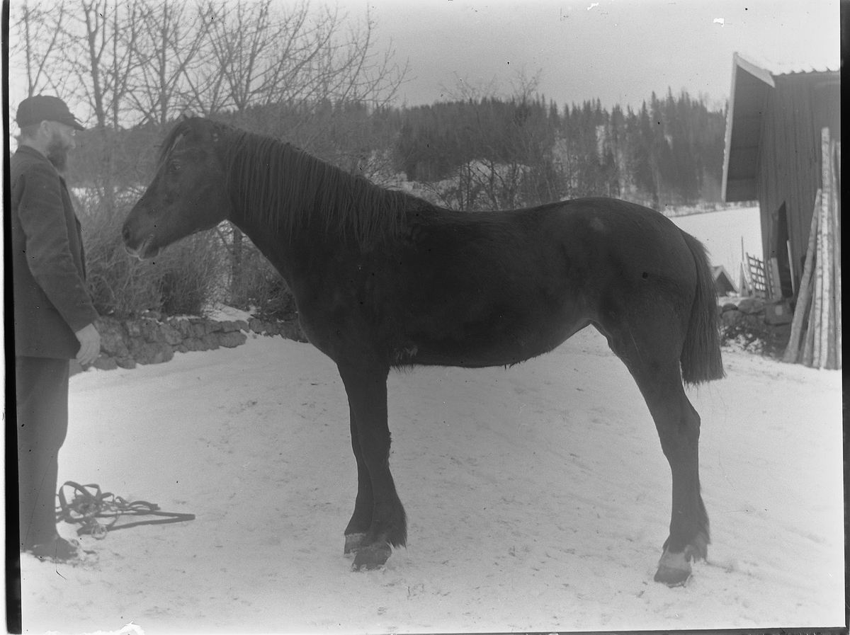 Ole Hansen Løken, LØKEN ØSTRE på Rudshøgda i Ringsaker, MANN, HEST. UKJENT.