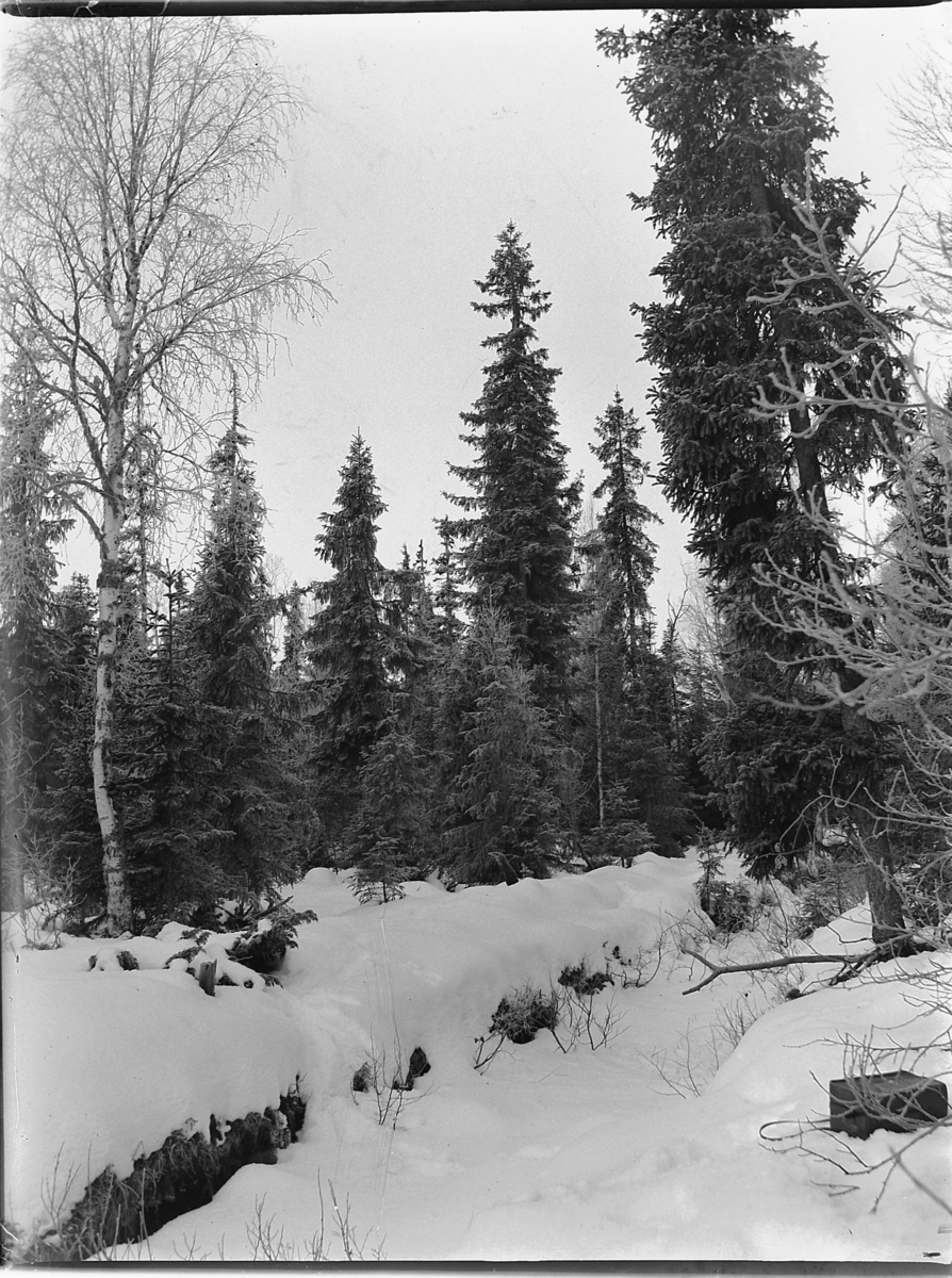 Ole Hansen Løken, VINTERSKOG. UKJENT.