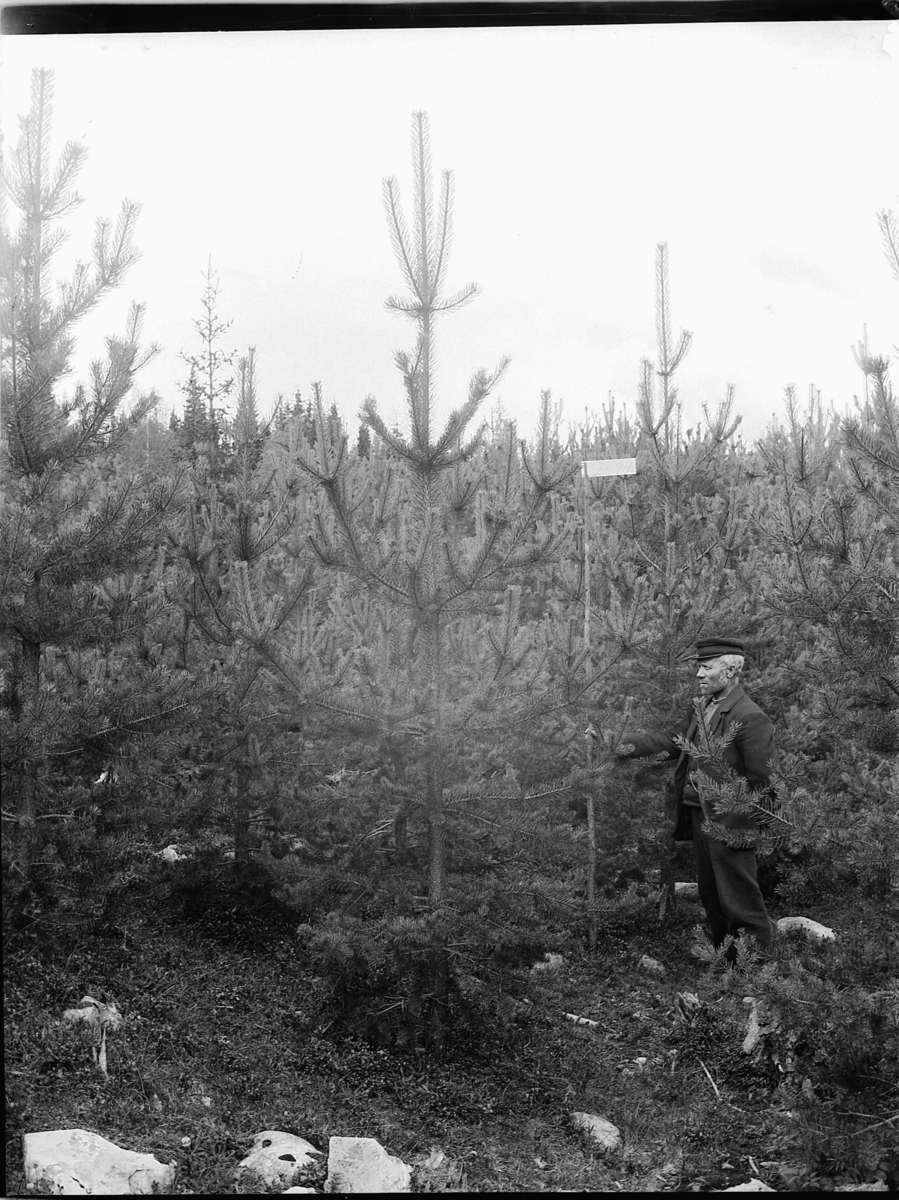 Ole Hansen Løken, SKOGBRUK. PETTER ULVEN MÅLER HØYDE PÅ UNGSKOG, FURUTRÆR.