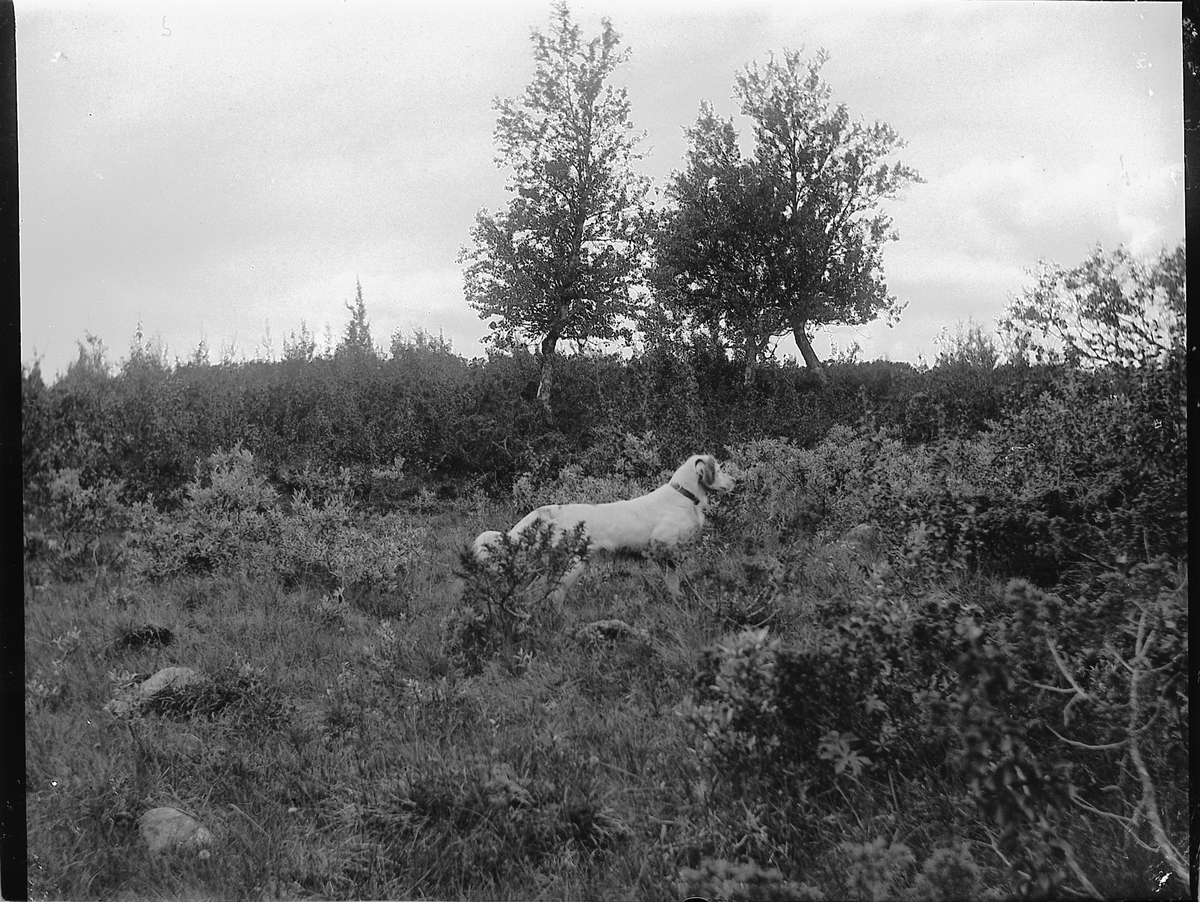 Ole Hansen Løken, FUGLEHUND, JAKT.