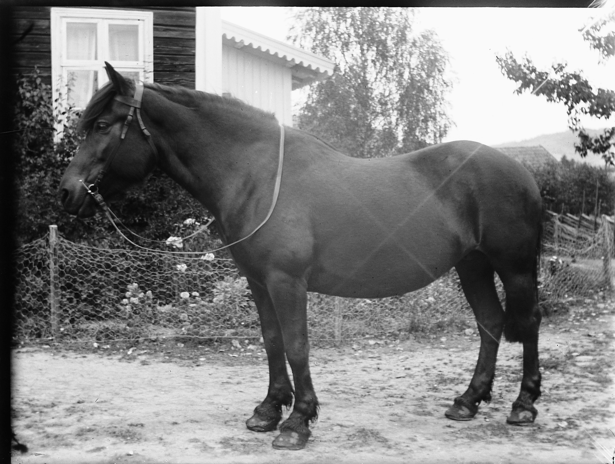 Ole Hansen Løken, HEST. UKJENT.