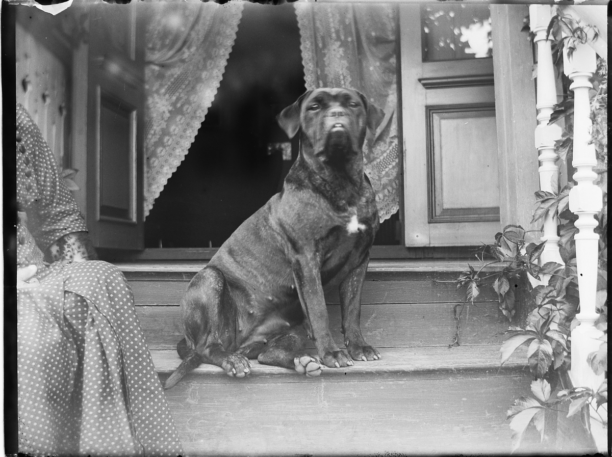 Ole Hansen Løken, HUND, UKJENT. PÅ HAUGEN I VELDRE, Ringsaker, BRAASTAD BODDE DER.