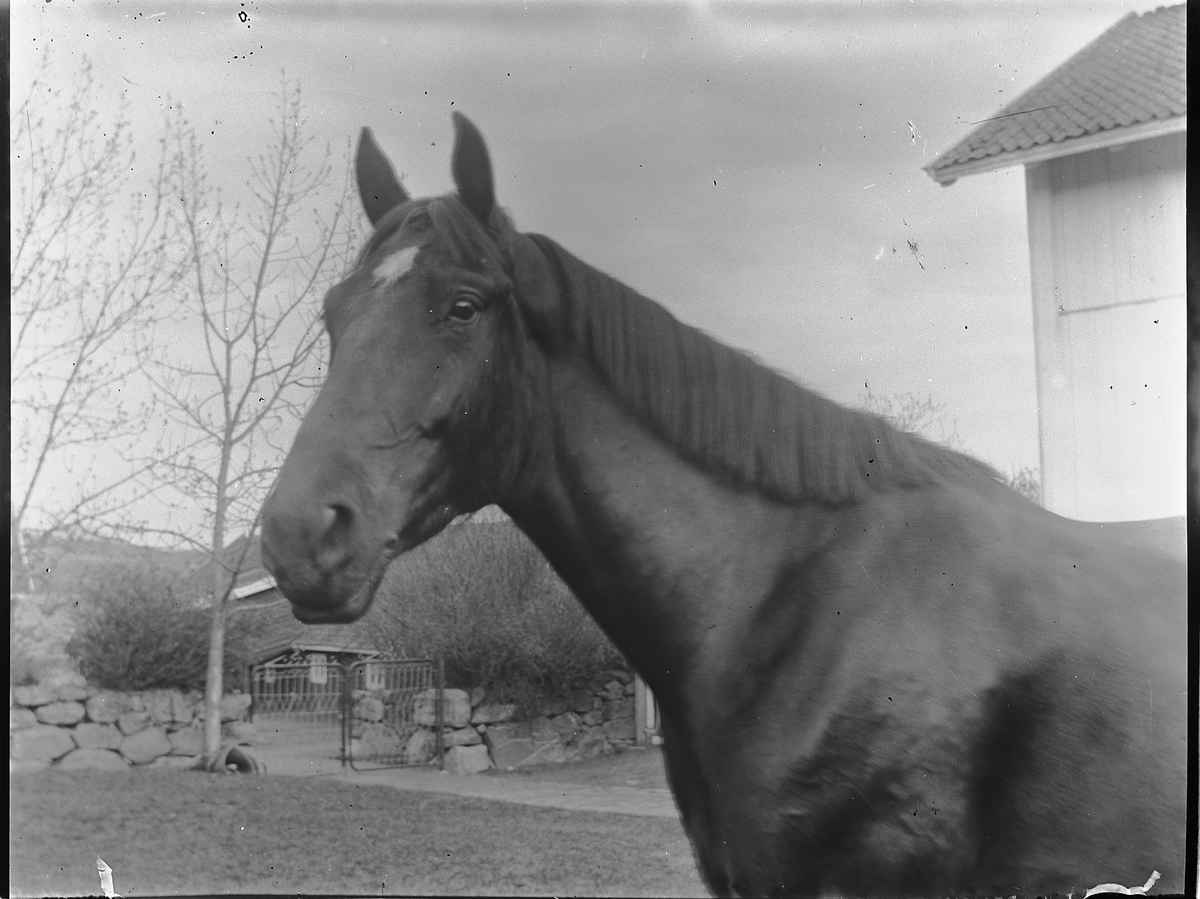 Ole Hansen Løken, HEST. UKJENT.