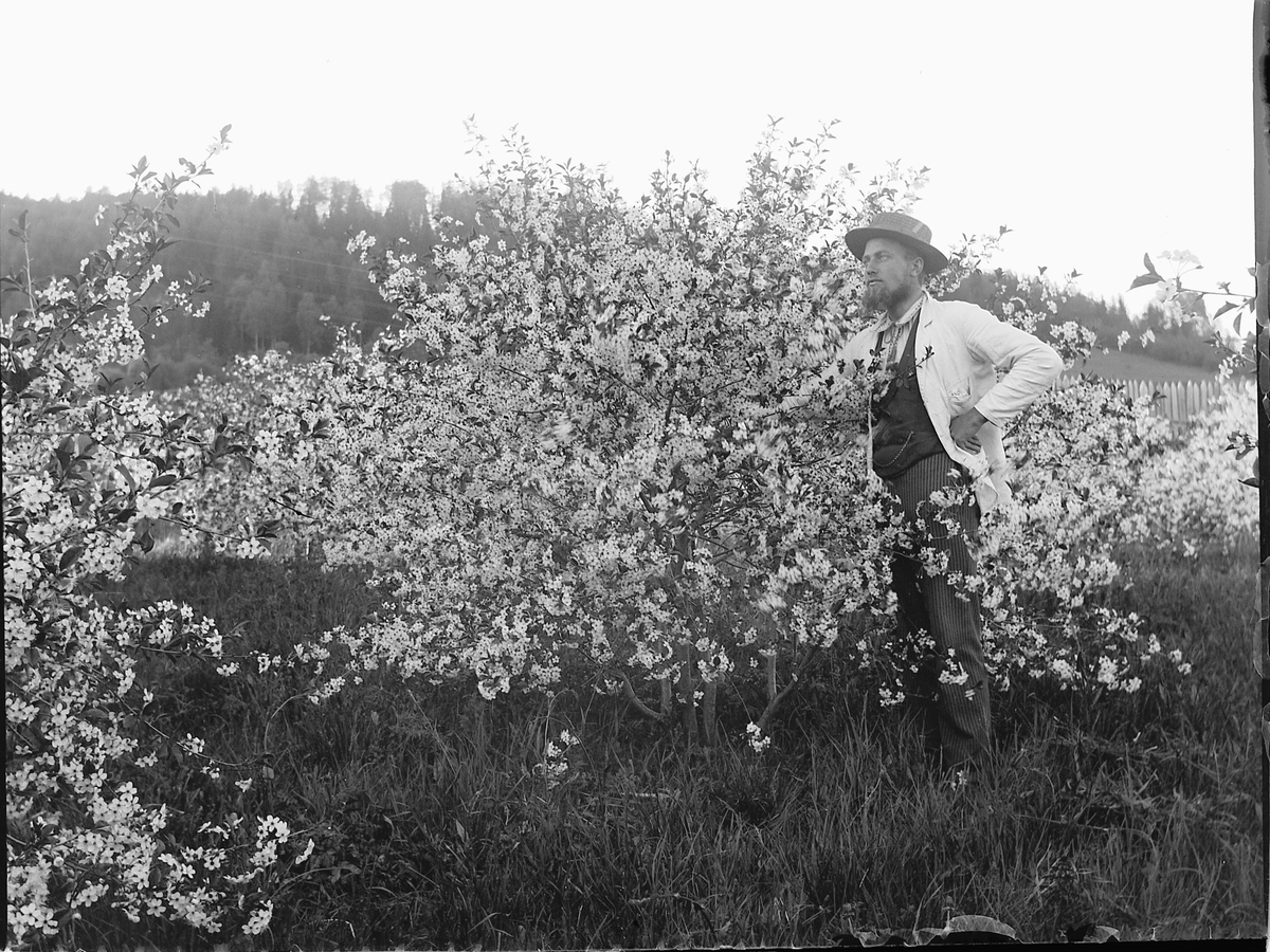Ole Hansen Løken, MANN. FRUKTBLOMSTRING. UKJENT.
