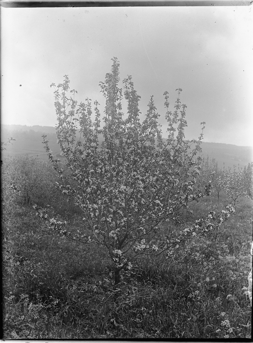 Ole Hansen Løken, FRUKTBLOMSTRING, HAGE, UKJENT.