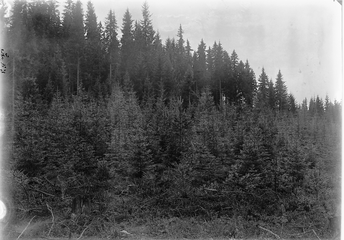 Ole Hansen Løken, SKOGBRUK, UNGSKOG, UKJENT STED.