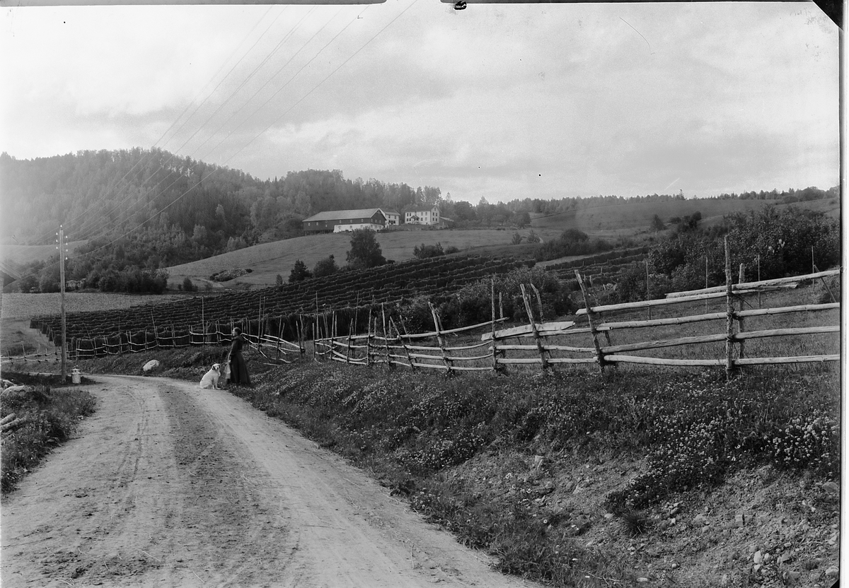 Ole Hansen Løken, LØKENDALEN, LØKJEDALEN, RUDSHØGDA i Ringsaker, NY GRUSVEG, SKIGARD. BÅBERG GARD.