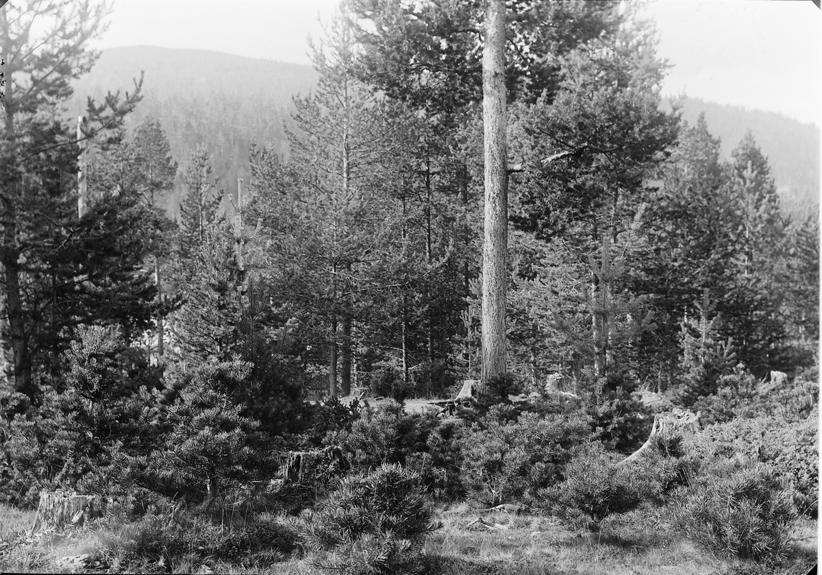 Ole Hansen Løken, FURUSKOG, UKJENT STED.
