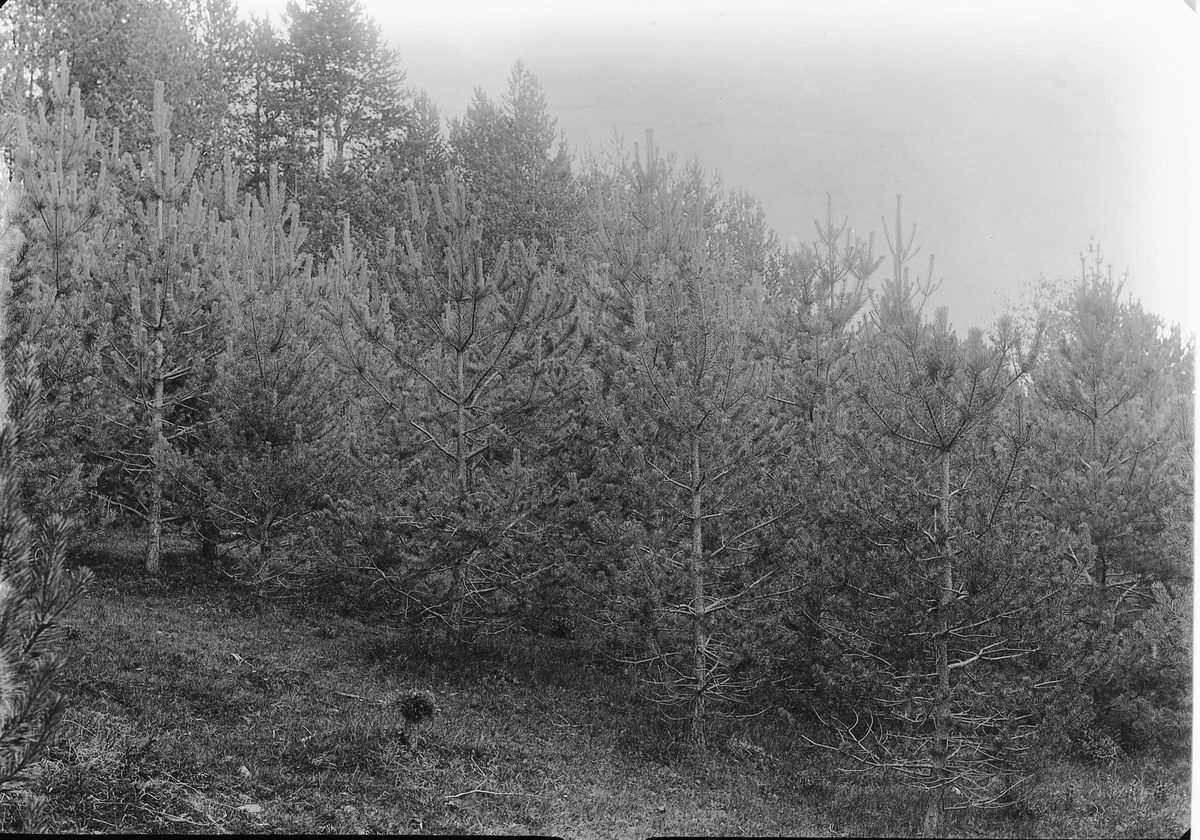 Ole Hansen Løken, FURUSKOG, UNGSKOG, UKJENT STED.