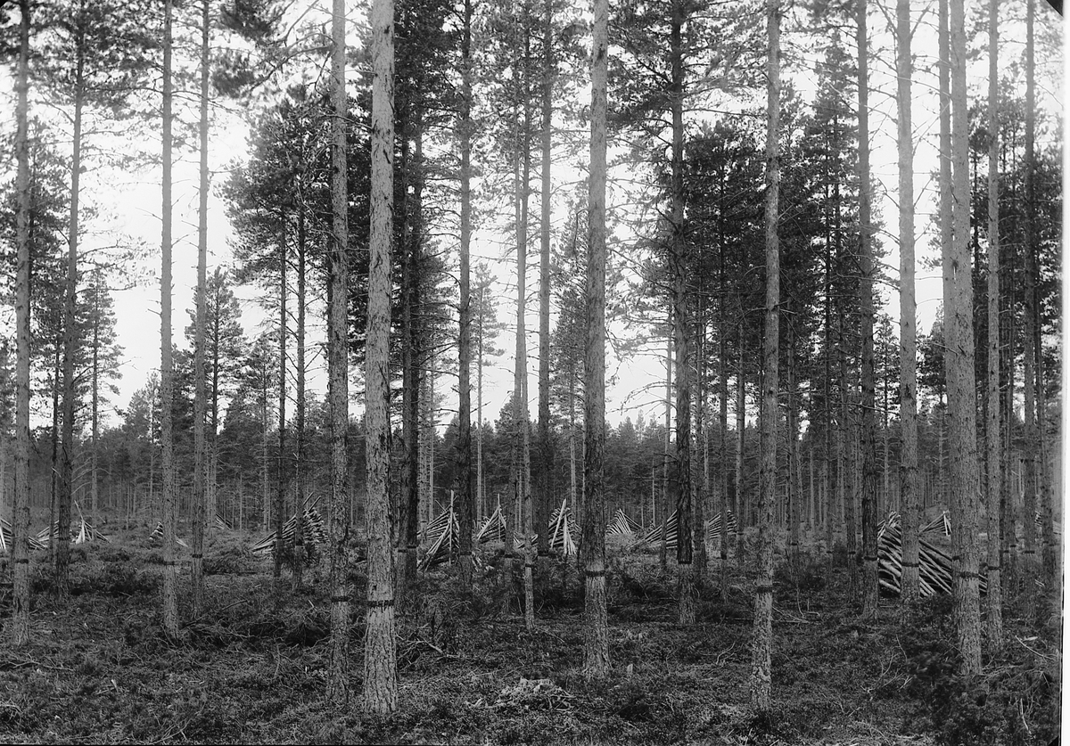 Ole Hansen Løken, SKOGBRUK, FURUSKOG, VEDREIS, TYNNING AV UNGSKOG, TRÆR BLINKET, MERKET, FØR HOGST.