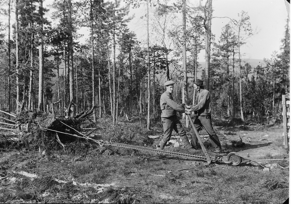 Ole Hansen Løken, ULVESKOGEN, STUBBEBRYTER, TV. KARL OLSTAD OG UKJENT. Karls sønn, Magnus, jobbet senere på Ulven.