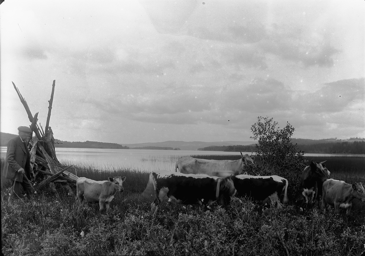 Ole Hansen Løken, KUNSTMALER/ OVERLÆRER JOHAN NORDHAGEN 1856-1956. MED KYR VED NÆRA i Ringsaker. FLERE OPPLYSNINGER SE BOKA JOHAN NORDHAGEN "EN BILLEDBIOGRAFI" UTGITT AV VELDRE HISTORIELAG.