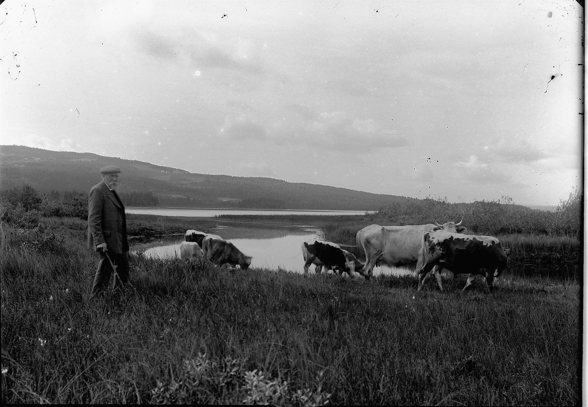 Ole Hansen Løken, Kunstmaler, grafiker Johan Nordhagen ved Næra i Ringsaker, kyr. Ca. 1905.