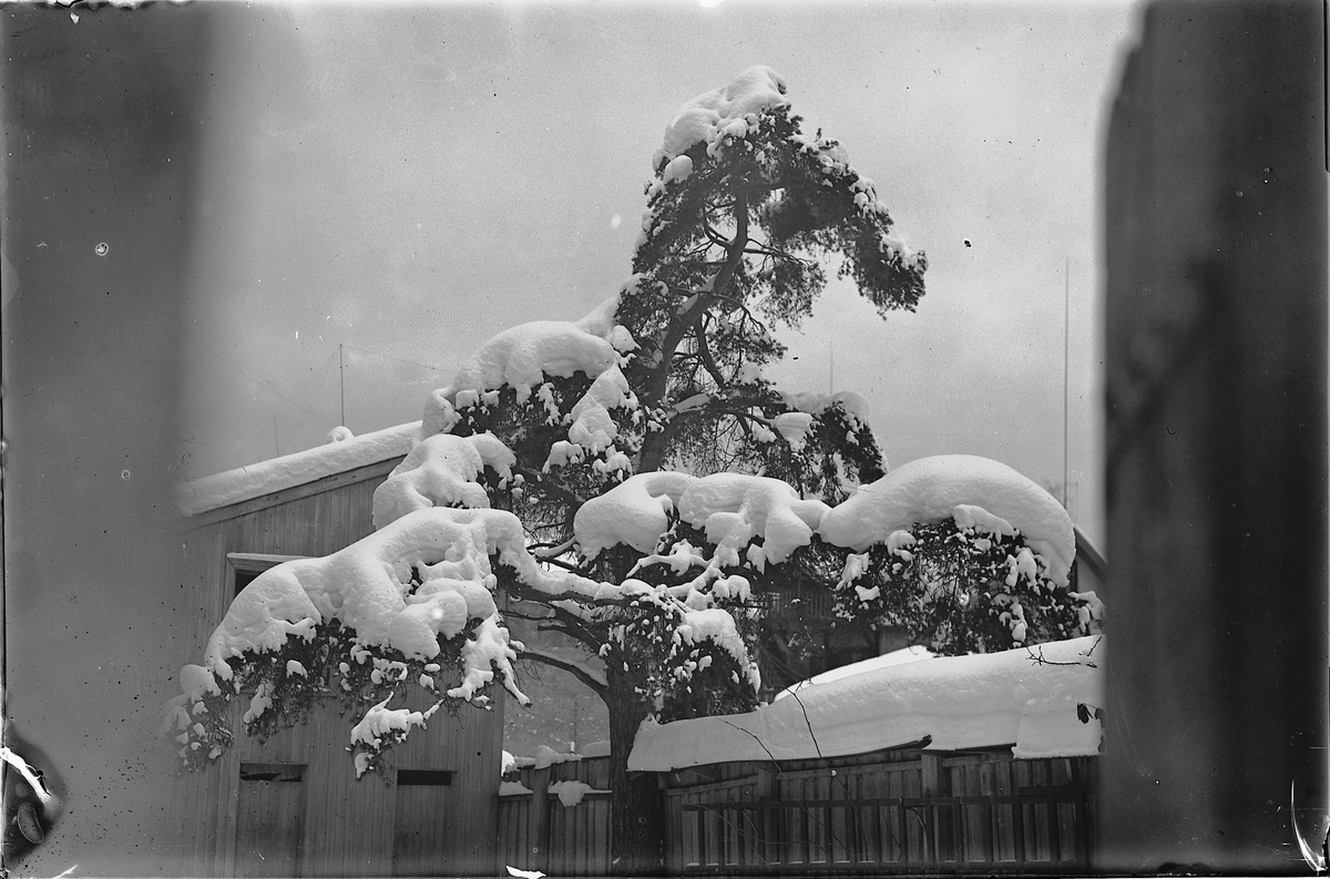 Oscar Løberg, SNØKLEDD FURUTRE, VINTER, UKJENT STED.